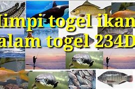 Mimpi Dapat Ikan Mas Besar Togel 4D